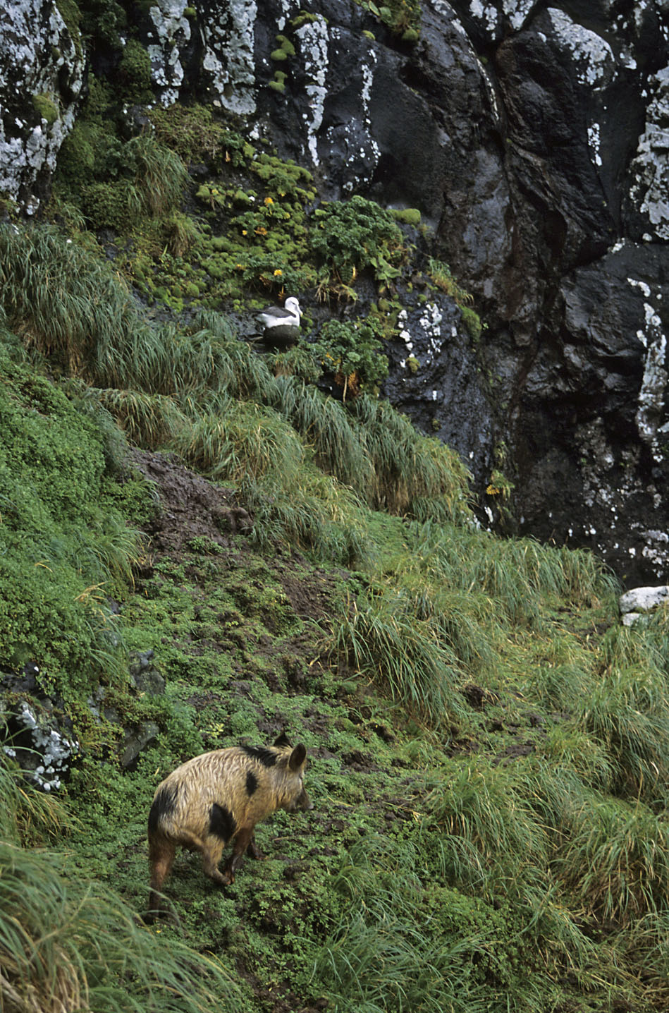 Auckland Island pig 2 Pete McClelland