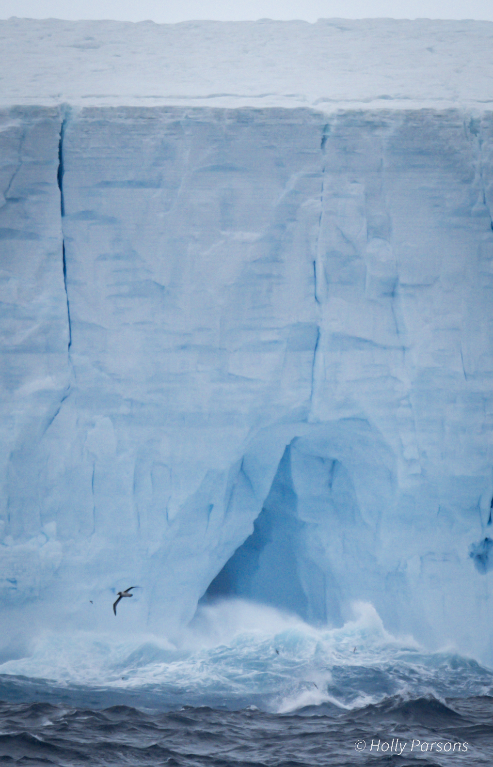 LMSA iceberg Holly Parsons