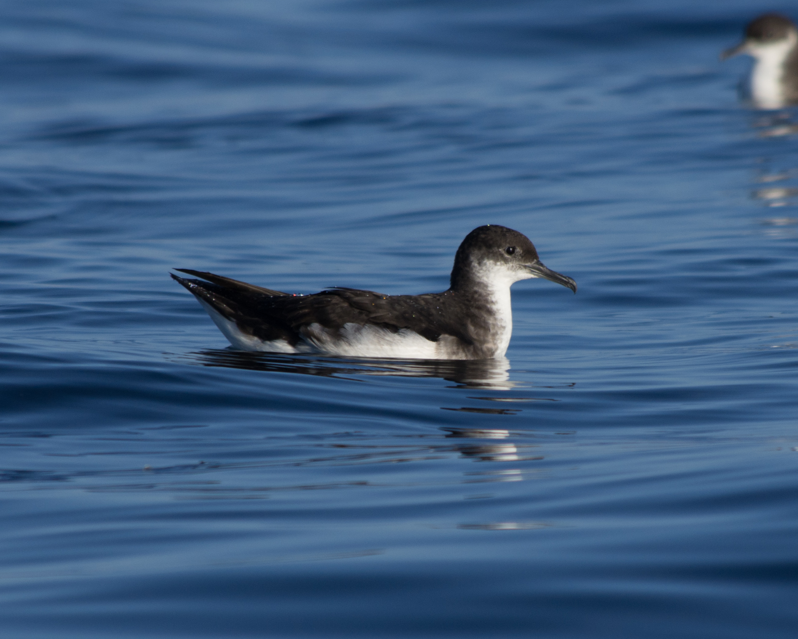 Manx shearwater. Nathan Fletcher