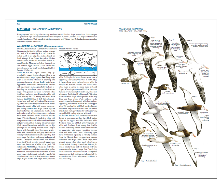 Plate 131 Wandering Albatross with facing text