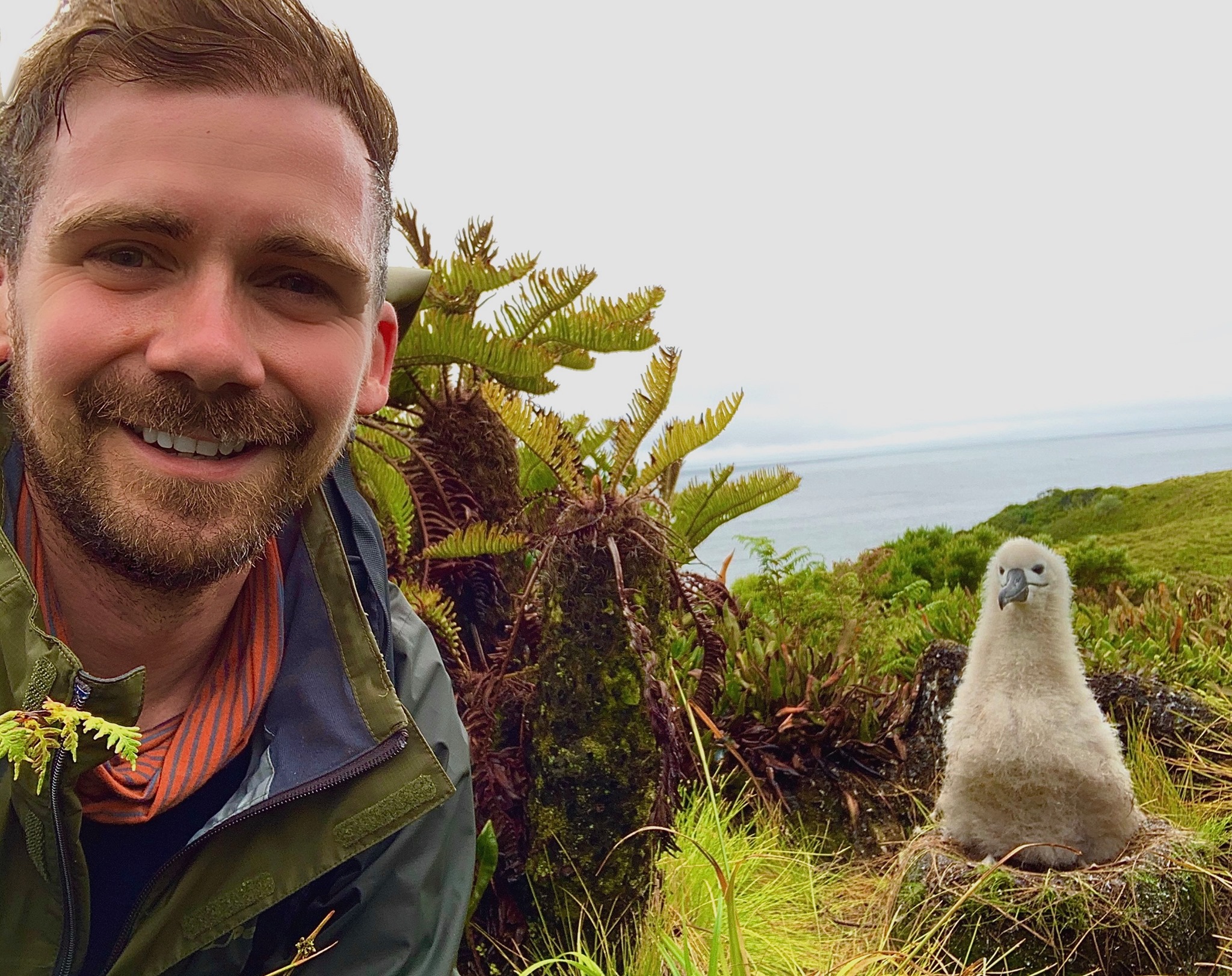 Adams Naylor Sooty chick Gough Island