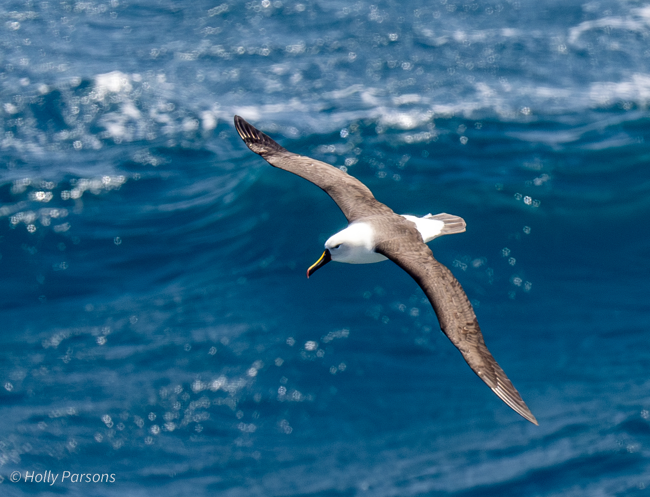 Indan Yellow nosed Albatross Flcok 2025 Holly Parsons