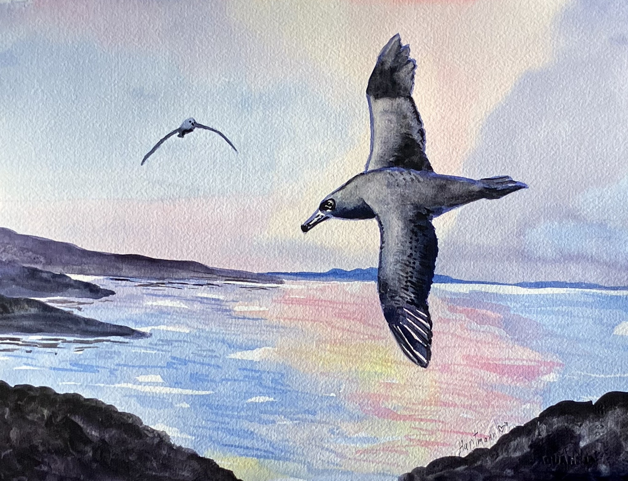 Joyce Hartmann Sooty Albatross