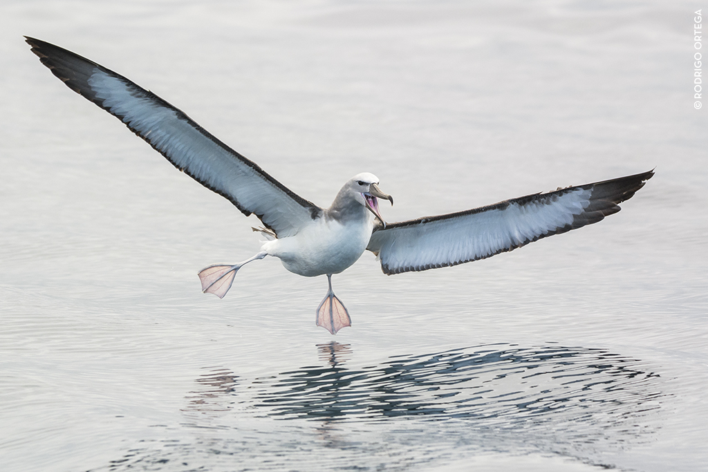 Third Place Rodrigo Ortega Shy Albatross