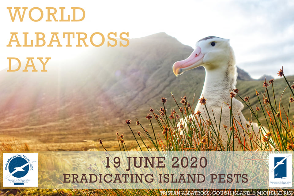 Tristan Albatross pests banner Michelle risi