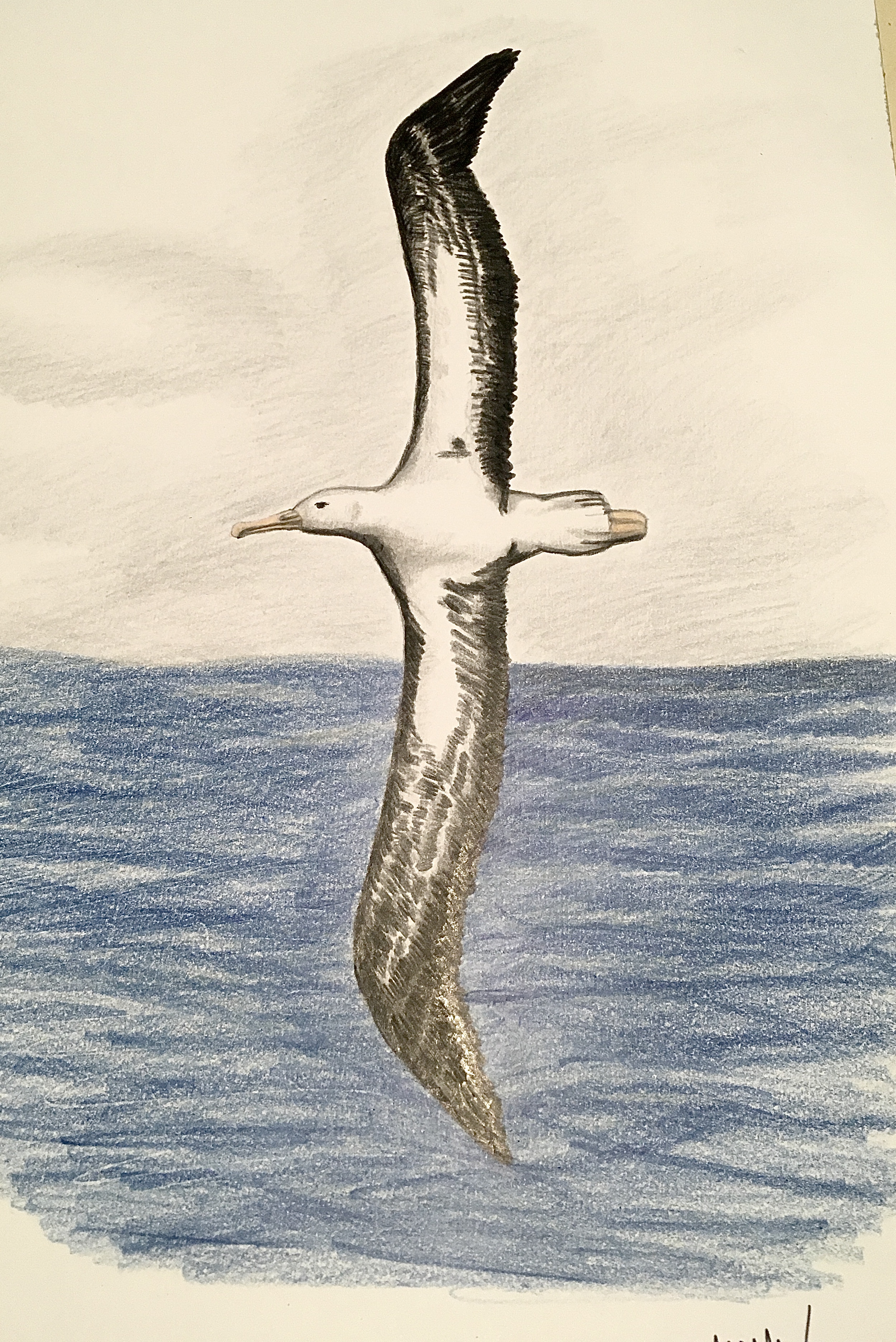 Wandering Albatross Chile Milena A. Maira Marchesse 