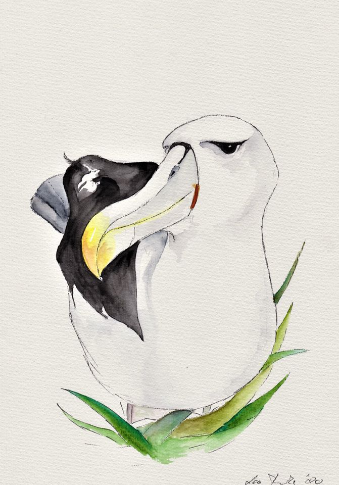 White capped Albatross Graham Parker Lea Finke