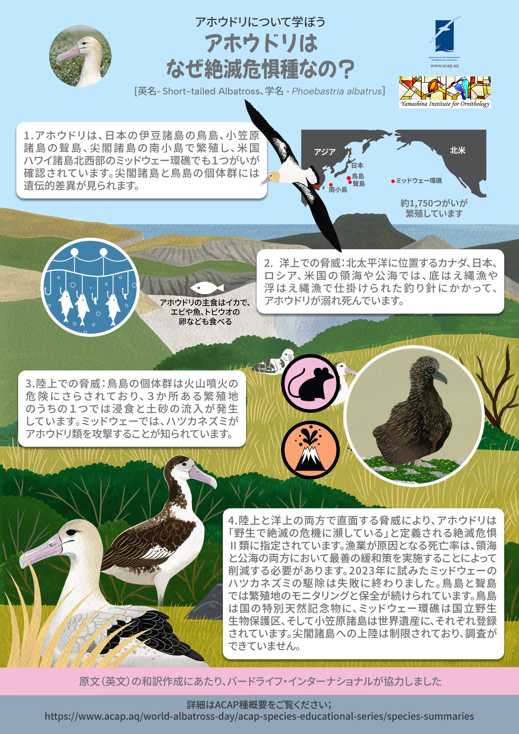 shorttailed jp a4poster2
