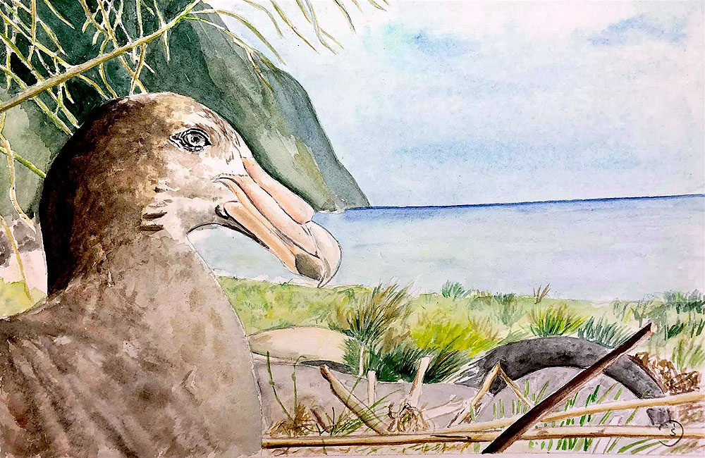 Susanne Durchholz Southern Giant Petrel watercolour Michelle Risi Long Beach Gough