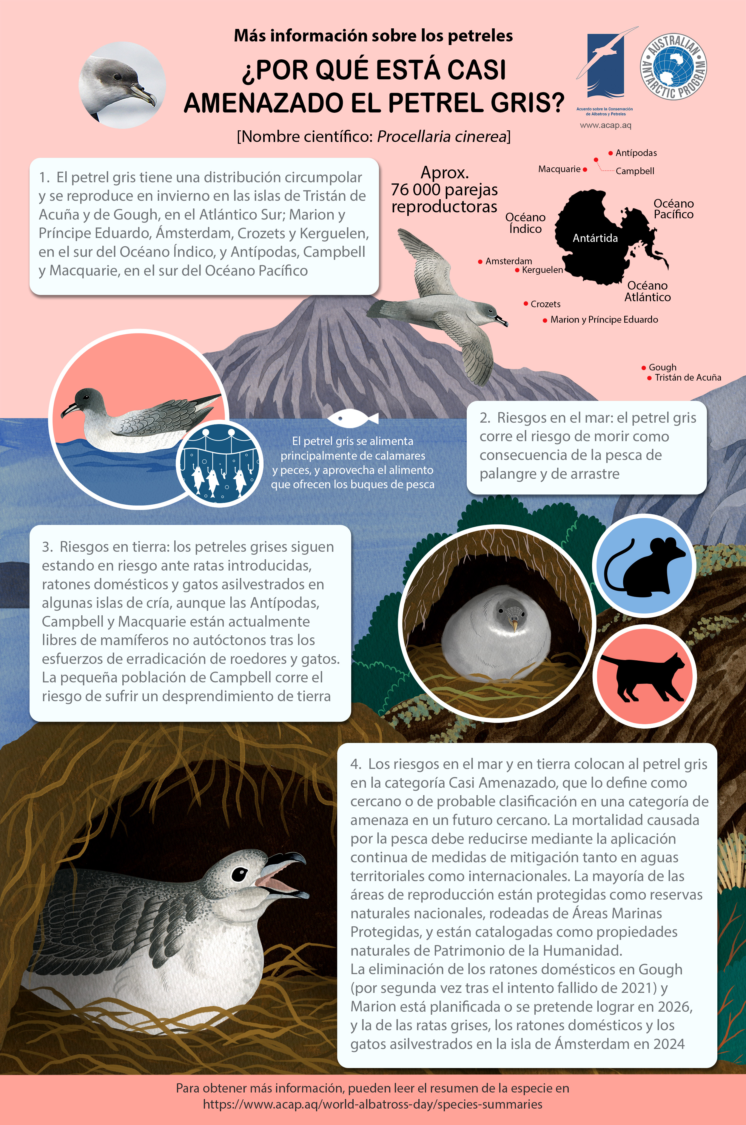 Grey Petrel infographic 5mm bleed 2.4MB es