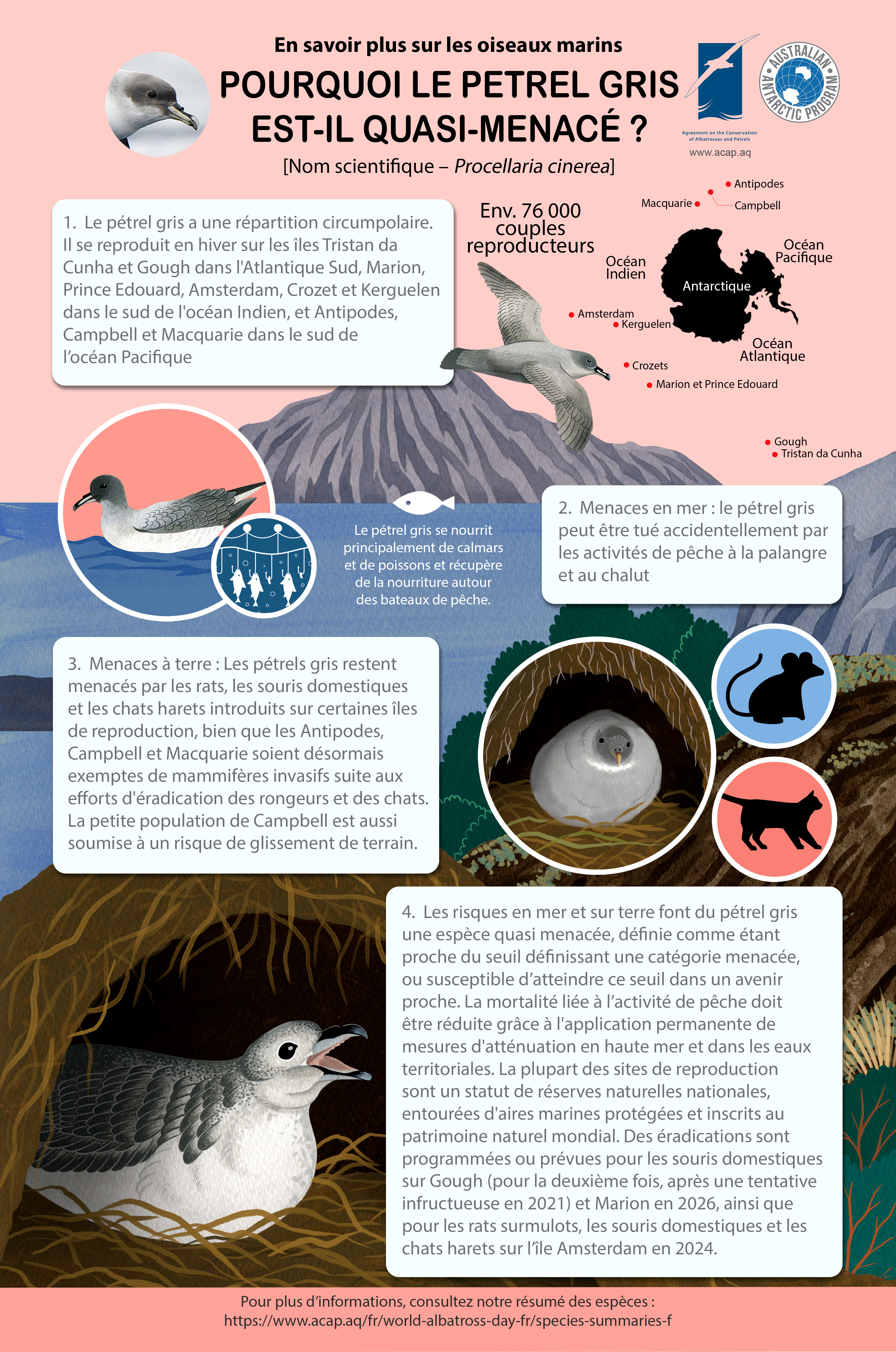 greypetrel fr mediumposter5mmbleed