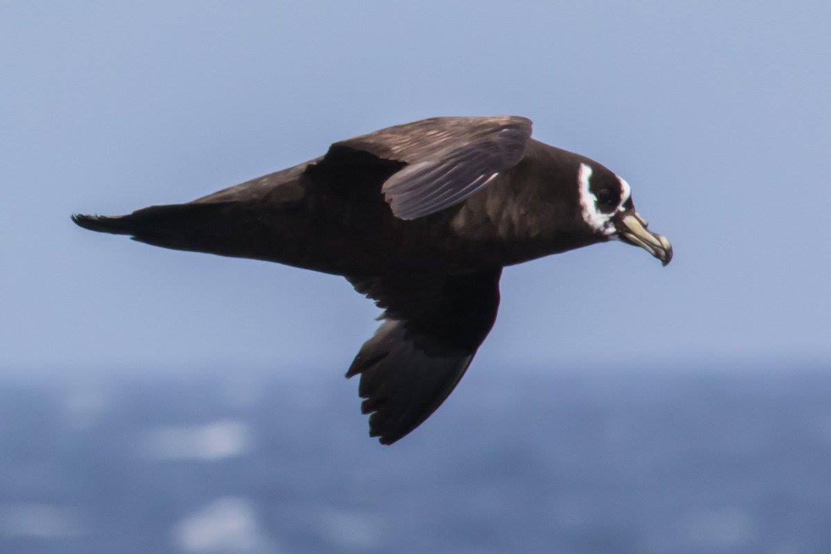 Spectacled Petrel Projeto Albatroz 2