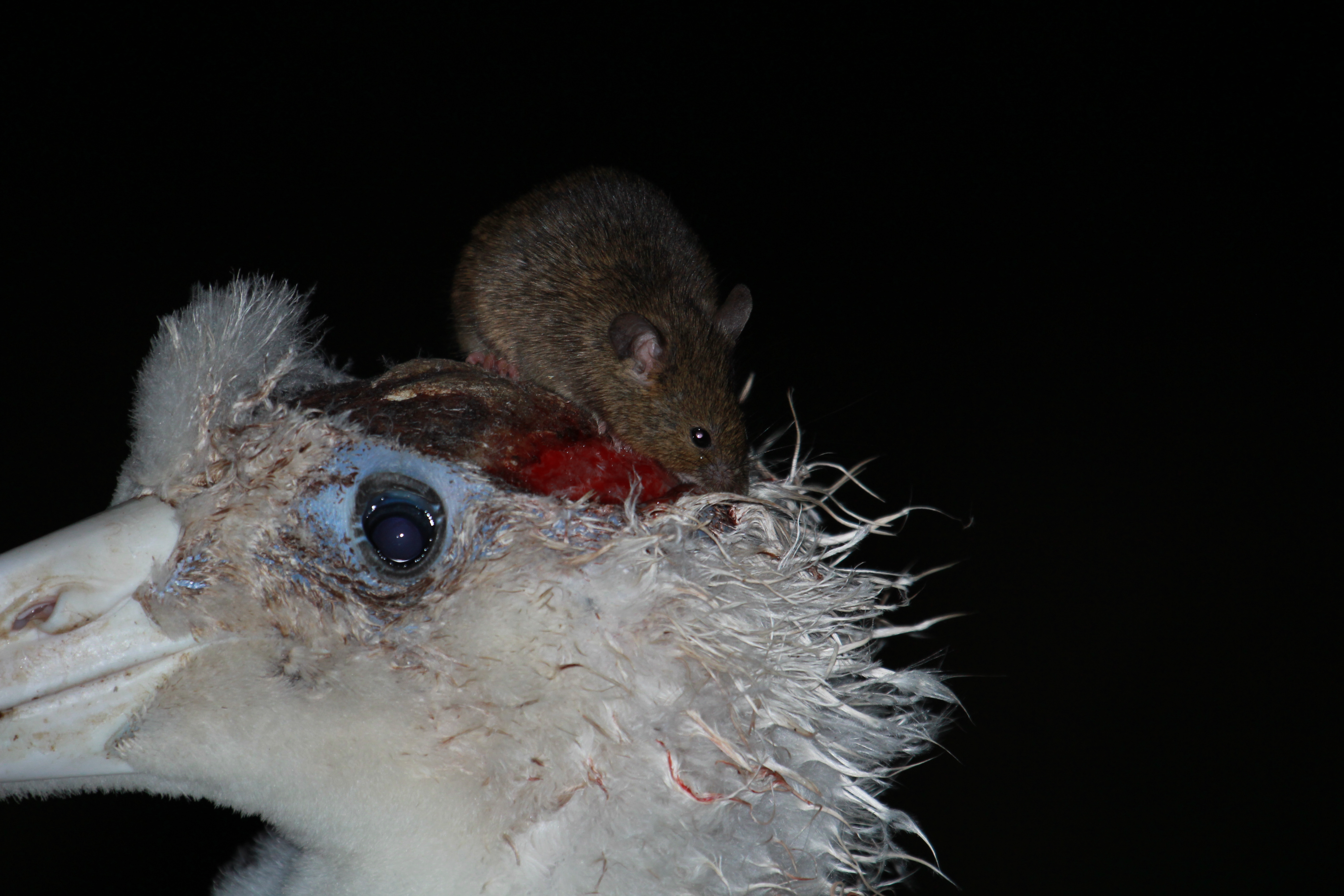 Wandering Albatross mouse attack Stefan Schoombie 3