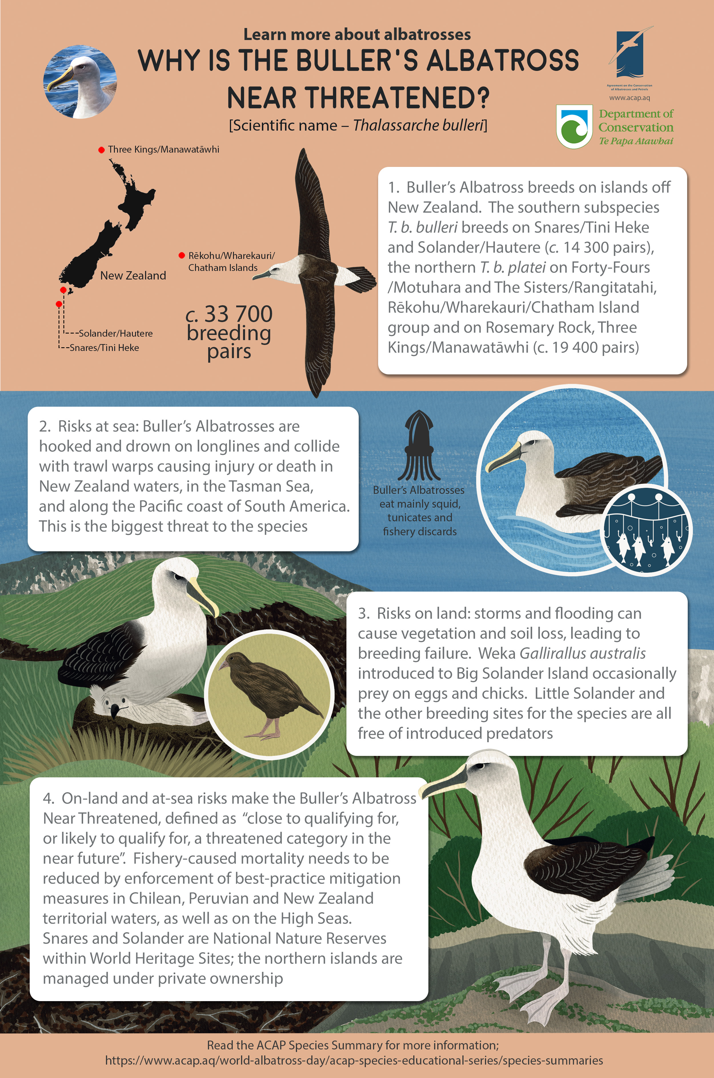 Bullers Infographic sml 2MB eng