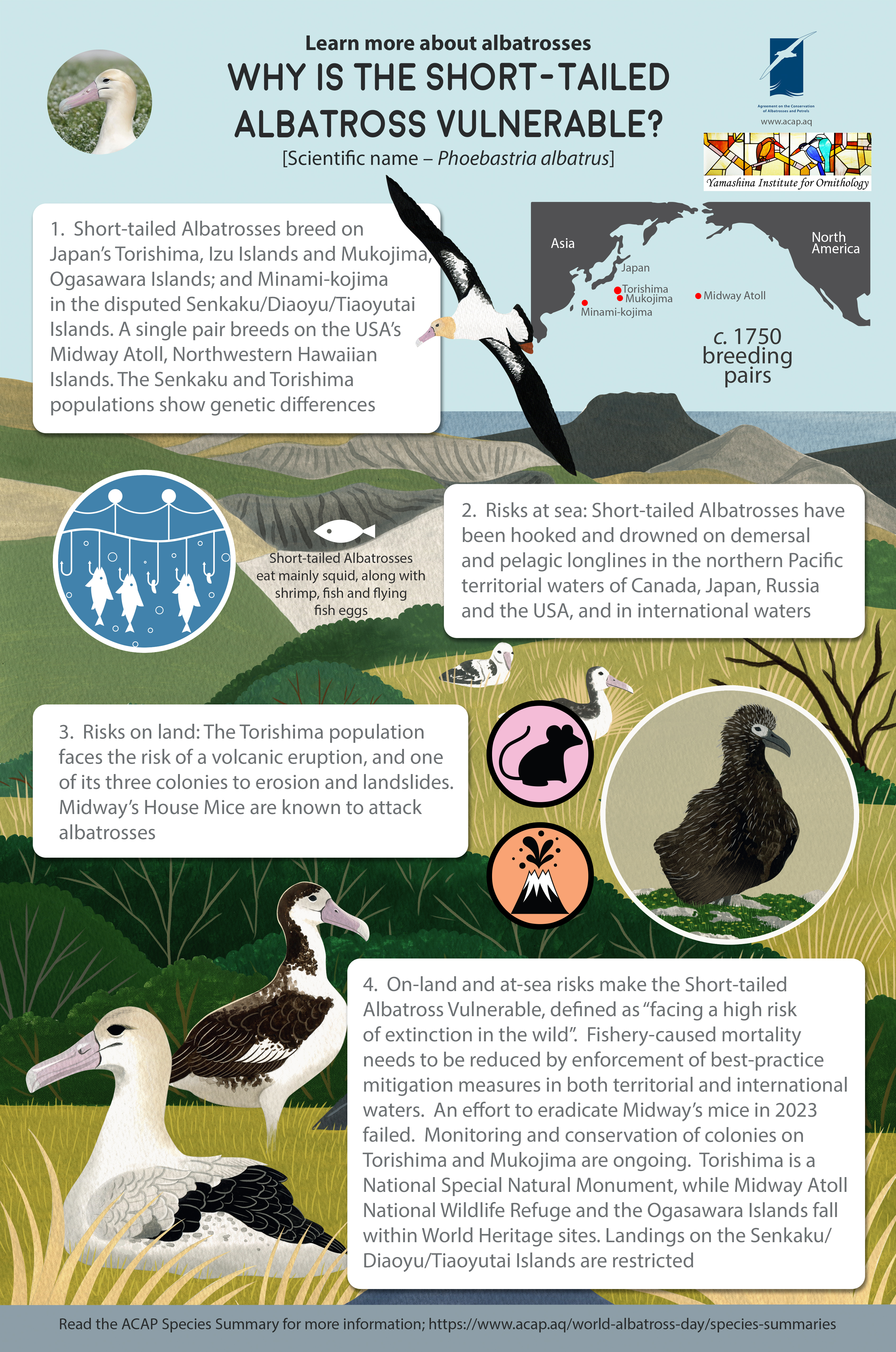 shorttailed eng mediumposter5mmbleed