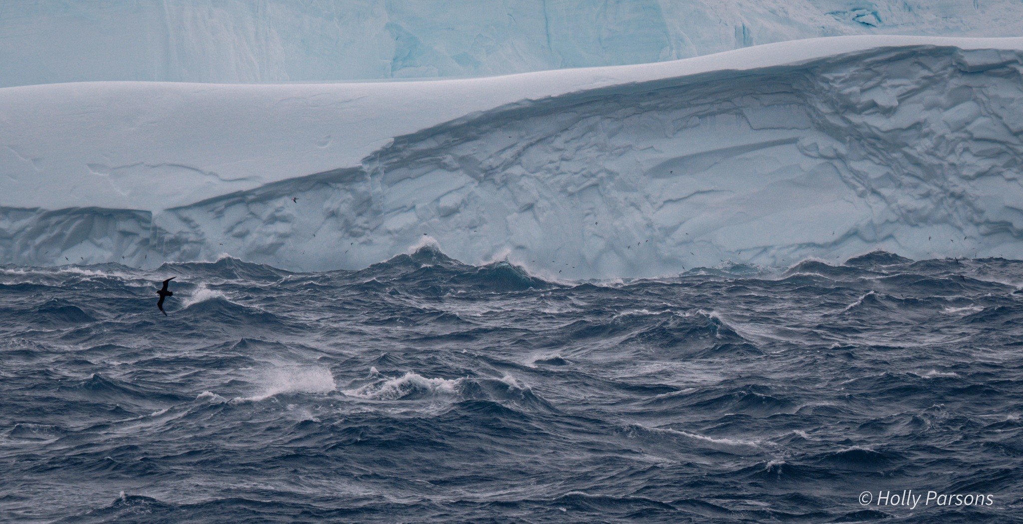 White chinned Petrel Iiceberg Holly Parsons