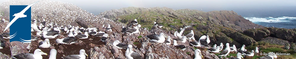 Albatross_Island_by_Rachael_Alderman_banner.jpg