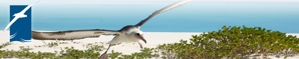 Laysan_Albatross_by_James-Lloyd_banner.jpg