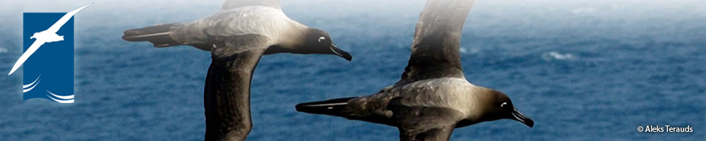 Light-mantled_Albatross_by_Aleks_Terauds_banner.jpg