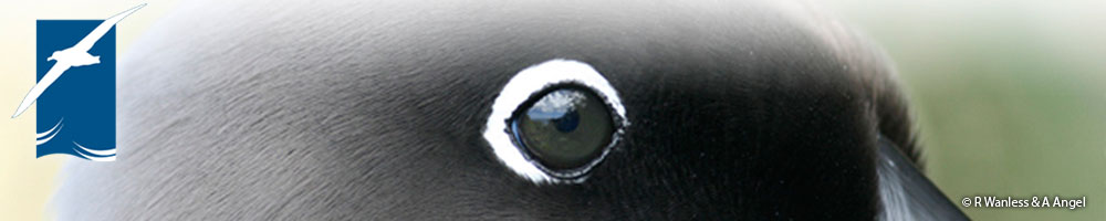 Sooty-albatross_by_R-Wanless_and_A-Angel_banner.jpg