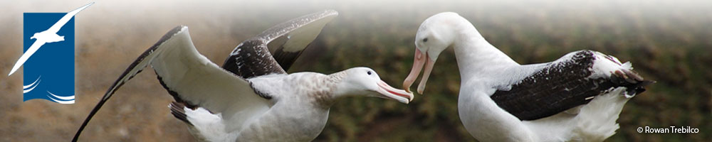 Wandering_Albatross_by_Rowan_Trebilco_banner.jpg