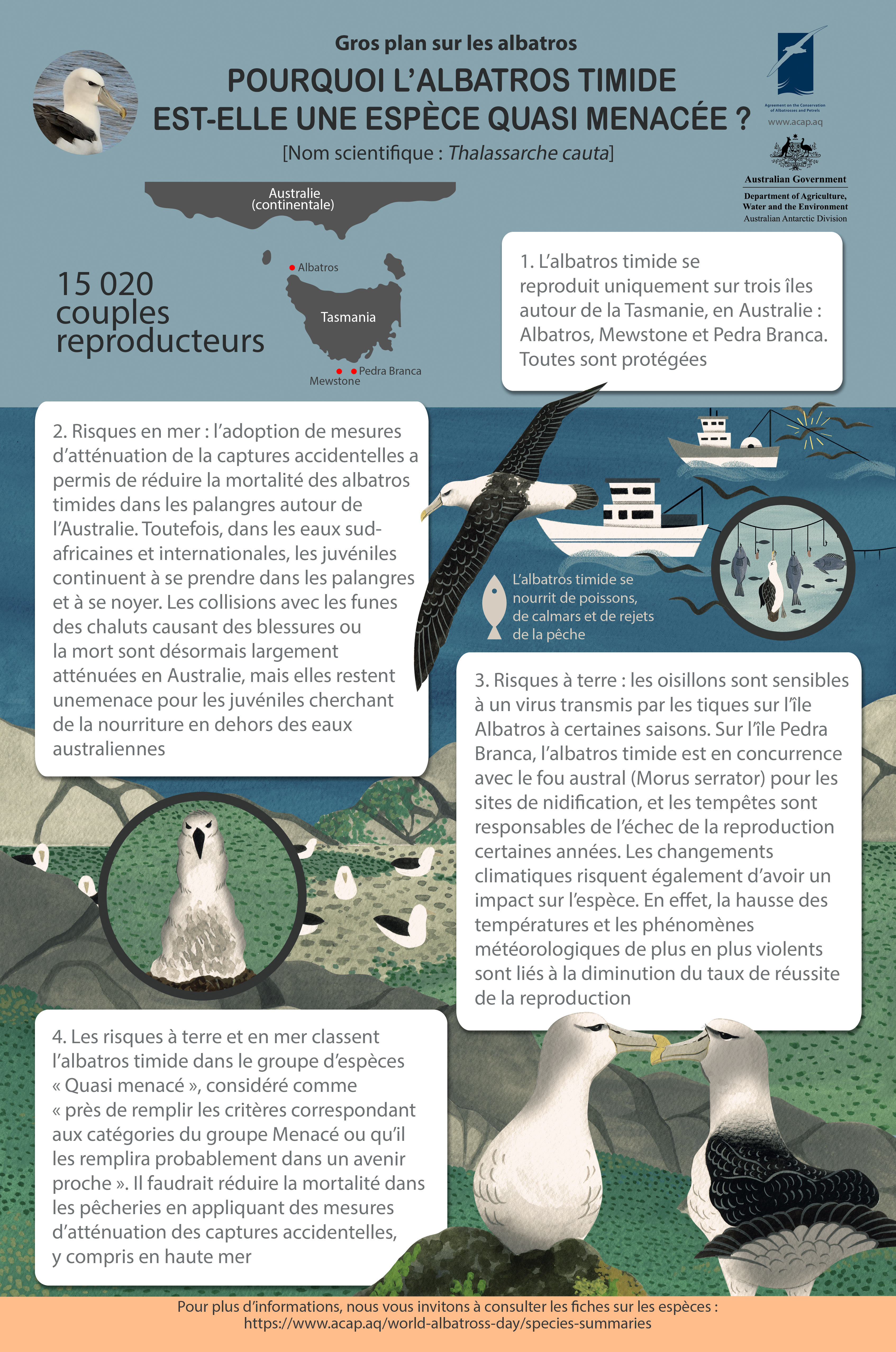 Shy Albatross/Albatros Timide infographic medium poster_fr - 9MB with 5mm bleed