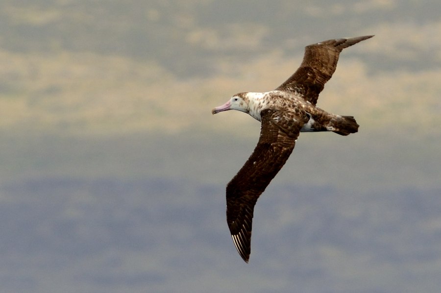 Amsterdam Albatross off Amsterdam Island; photograph by Kirk Zufelt