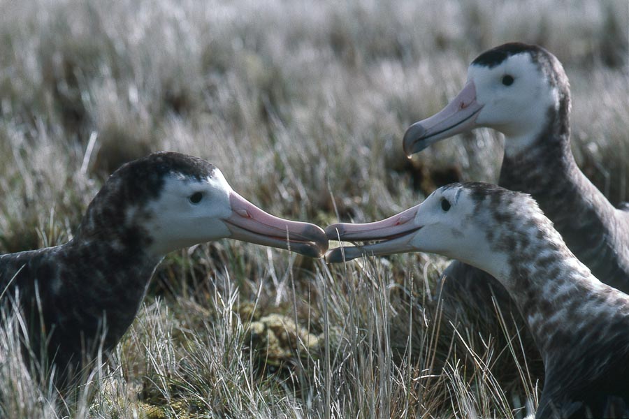 Amsterdam Albatrosses Dominique Filippi