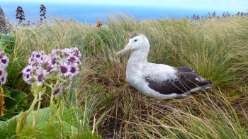 Antipodean Albatross 3 Adams Island Colin ODonnell s