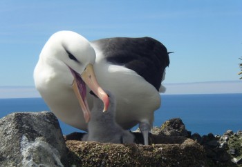 Black browed Albatross  Heard Island RK s