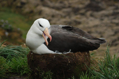 Black_Browed_Albatross_incubating_marion_by_genevive_jones