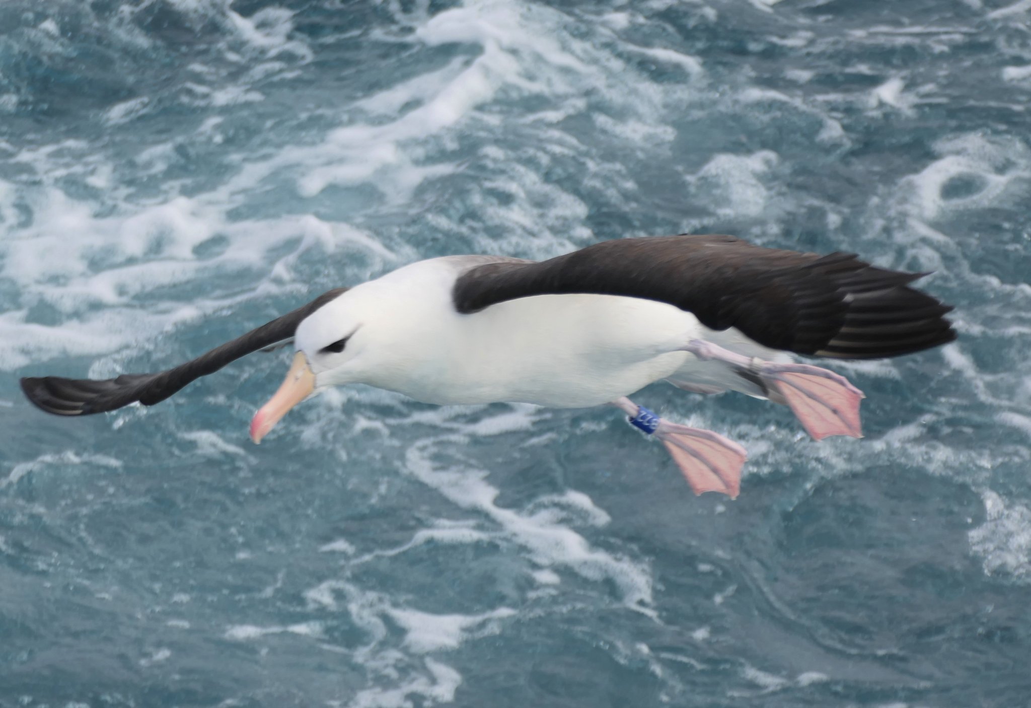 Blue band Black browed Albatross