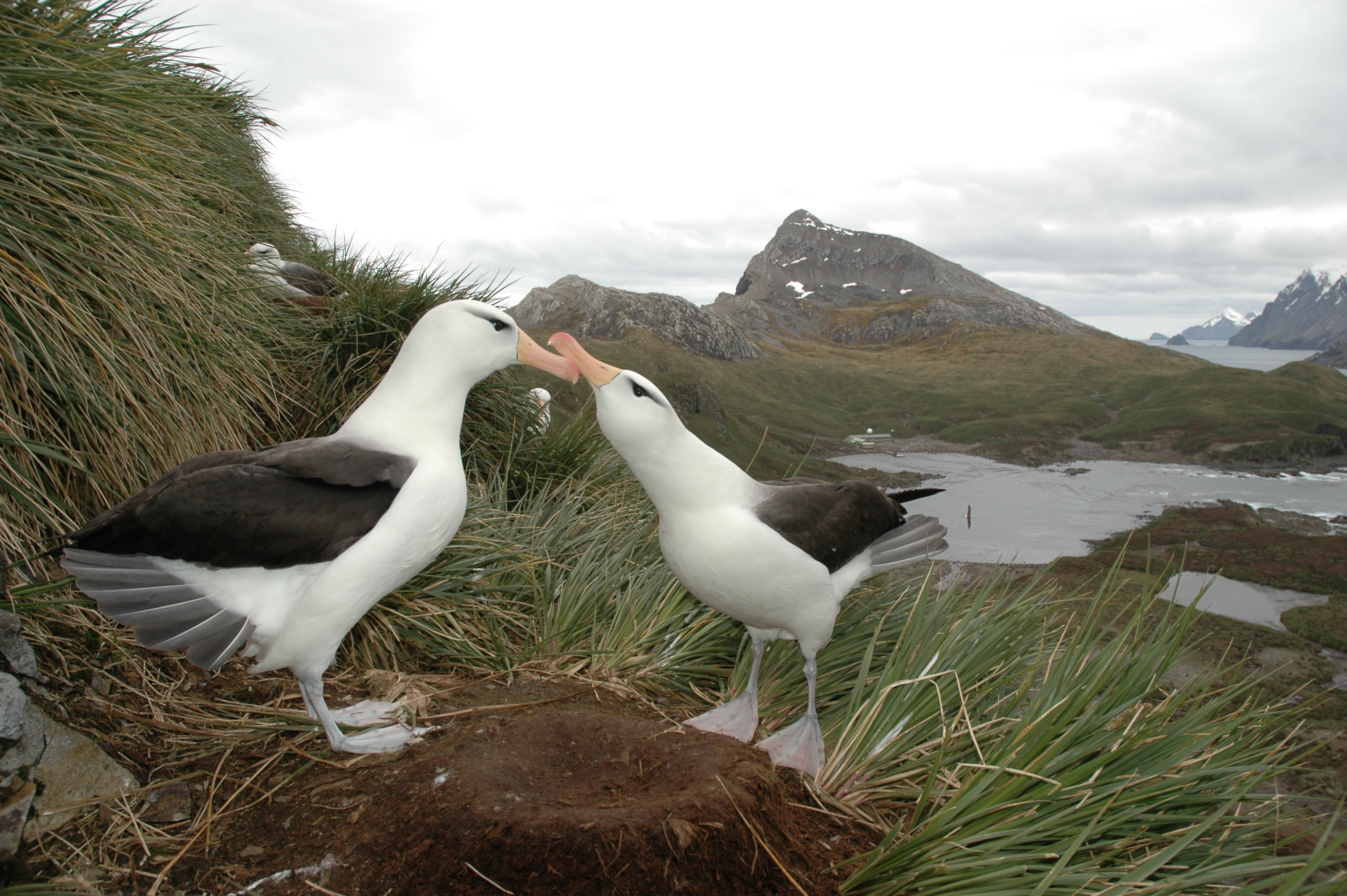 Richard Phillips Black browed Albatross 2