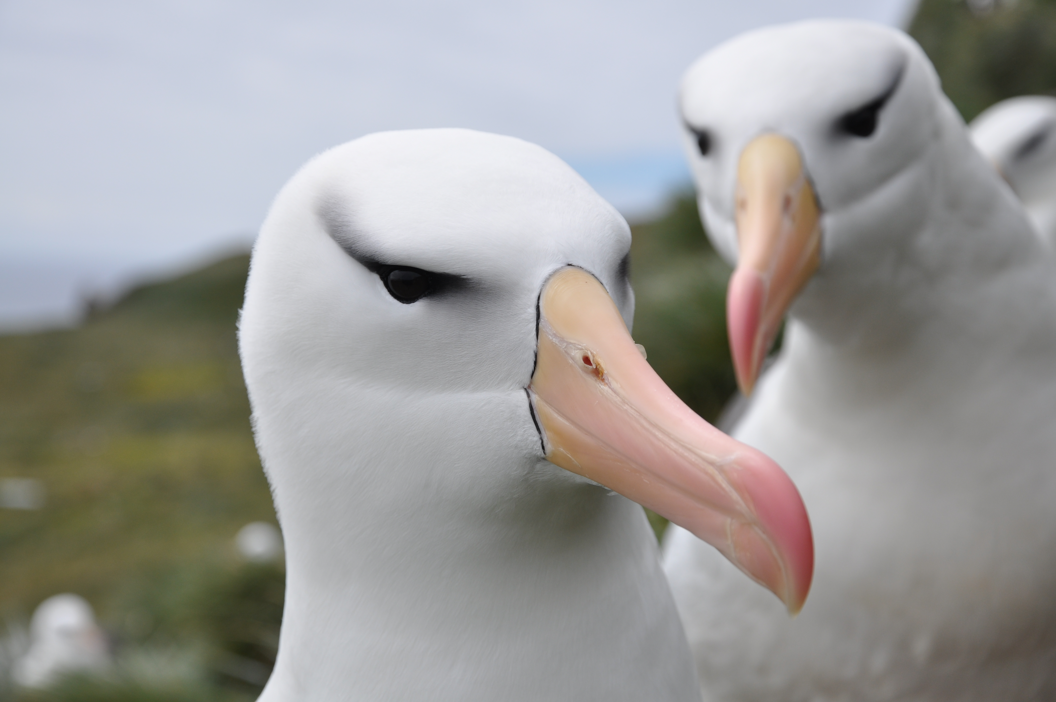 Richard Phillips Black browed Albatross 6