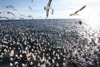 black-browed_albatross_trawler1_graham_parker