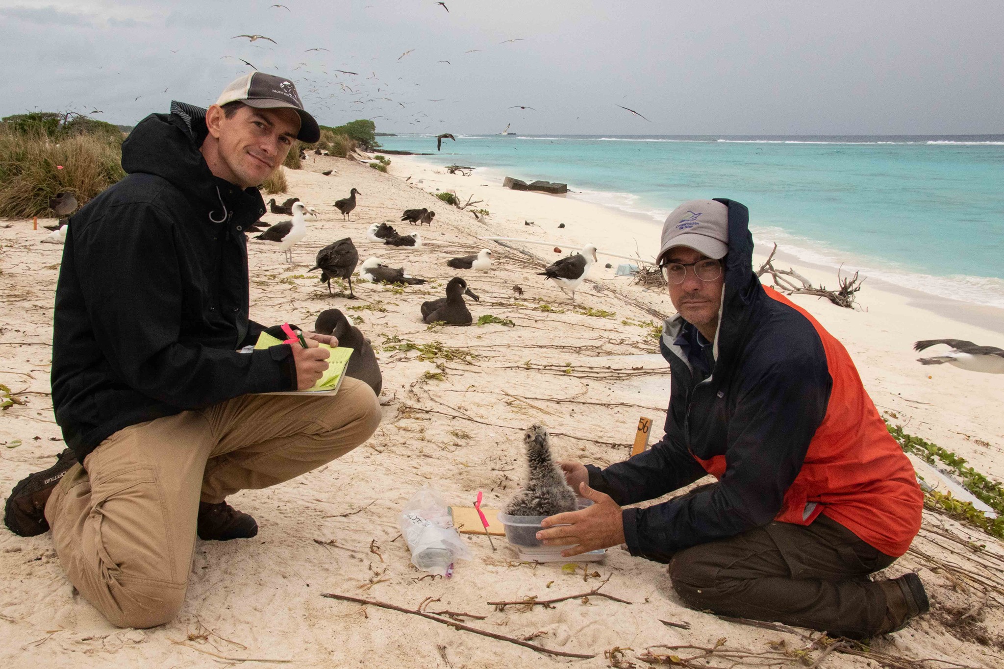 Black faced Albatross chick collection Midway PRC