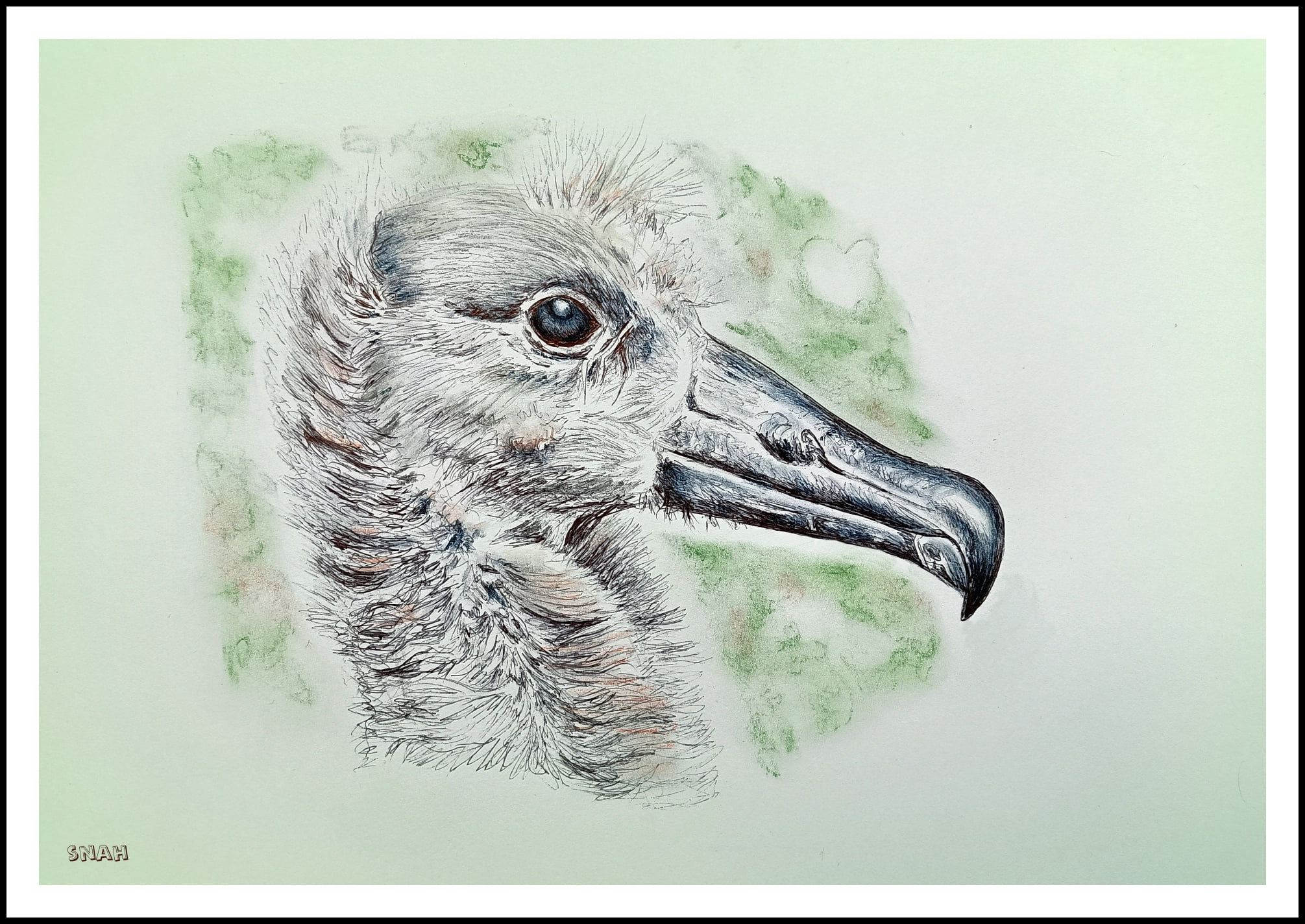 Snah Kritzler Punk Rock Baby Black footed Albatross chick Beth Flint