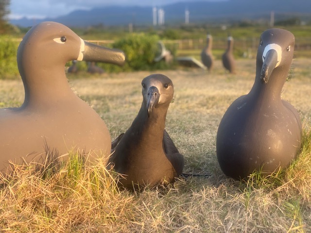 Translocated Black footed Albatross James Campbell