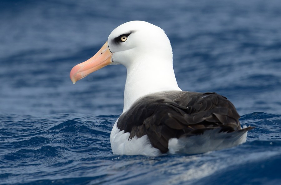 Campbell Albatross off North Cape NZ Kirk Zufelt