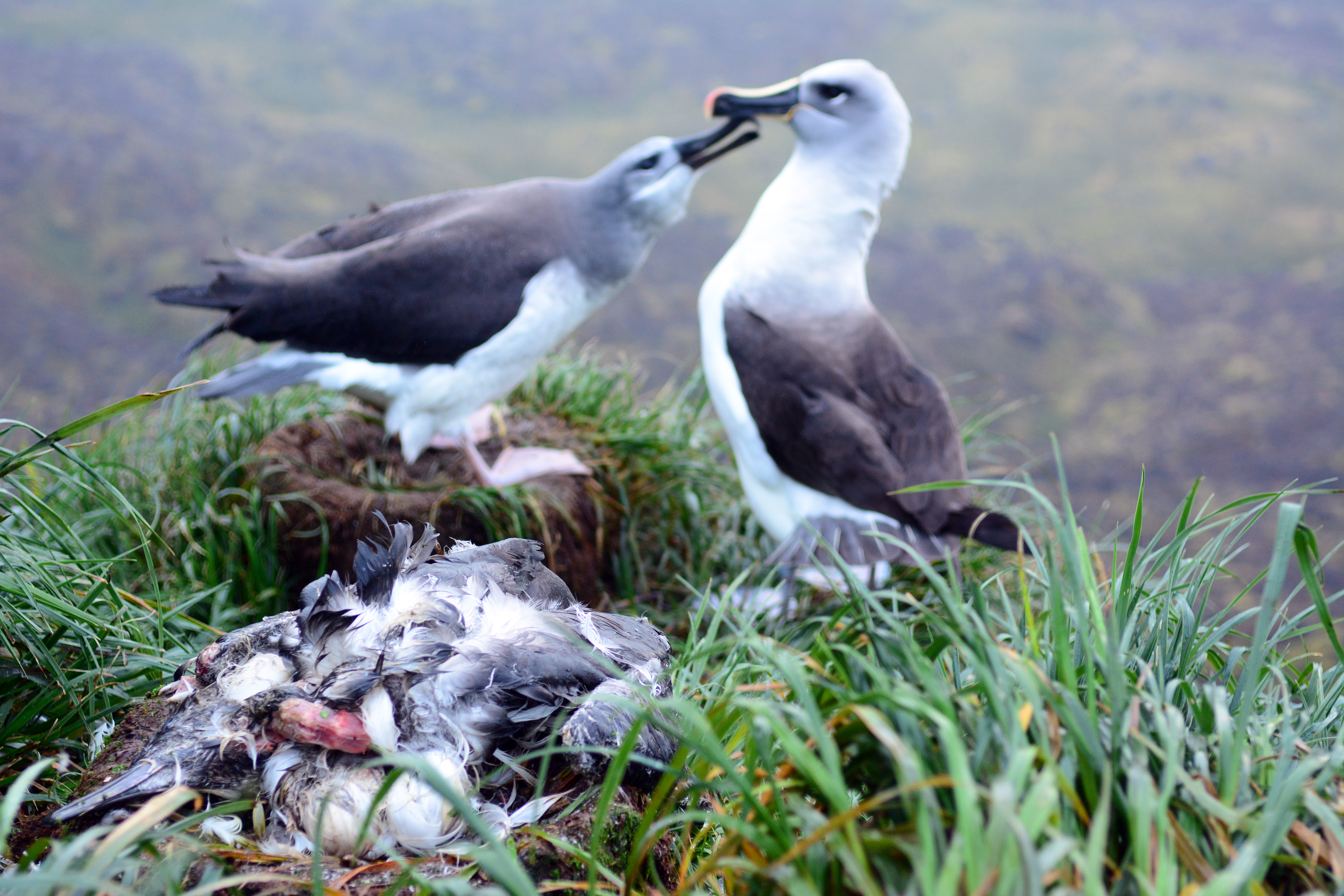 Grey headed Albatross 1 Ben Dilley