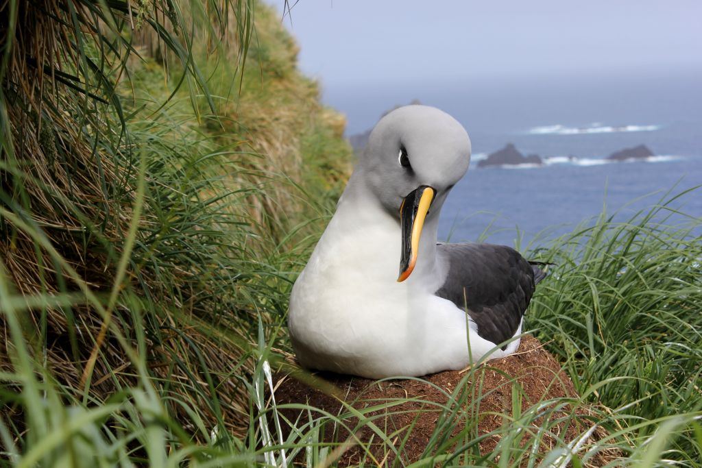 Grey head Macca Melanie Wells