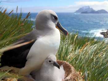 Grey headed Albatross 54 years Bird Island Jen James  Steph Winnard shrunk