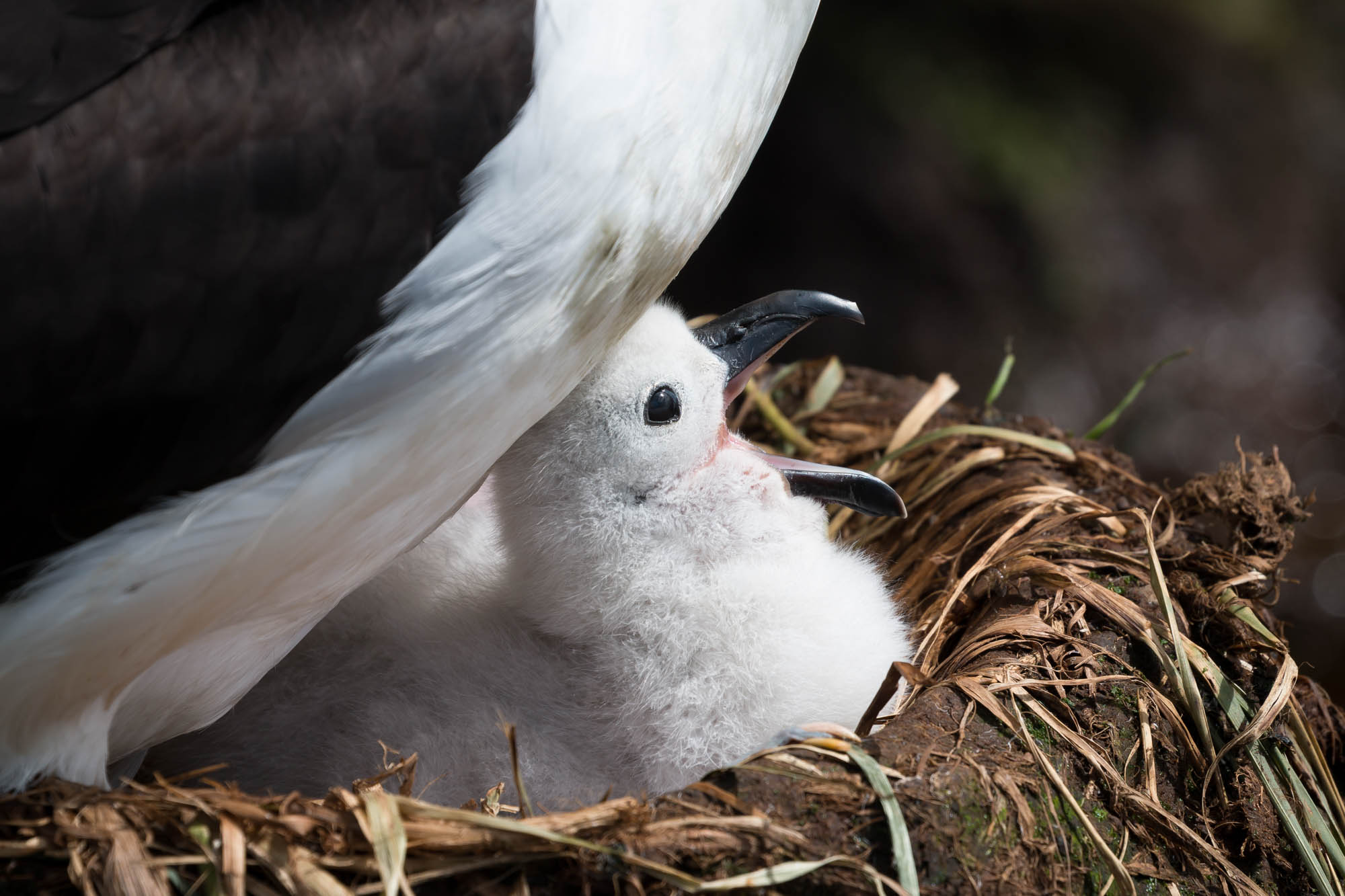 John Dickens Grey headed Albatross 6