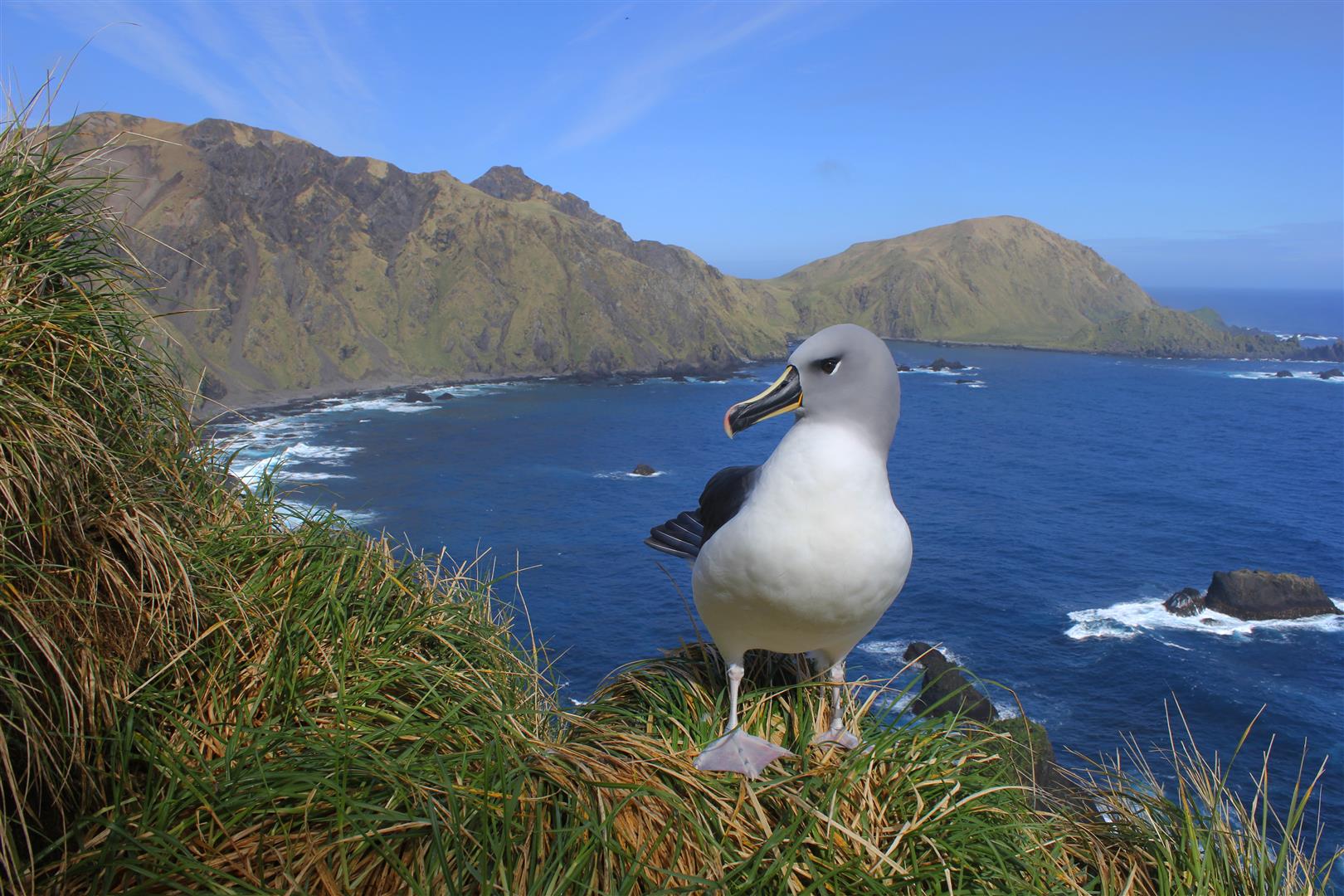 Greyhead Macca Melanie Wells