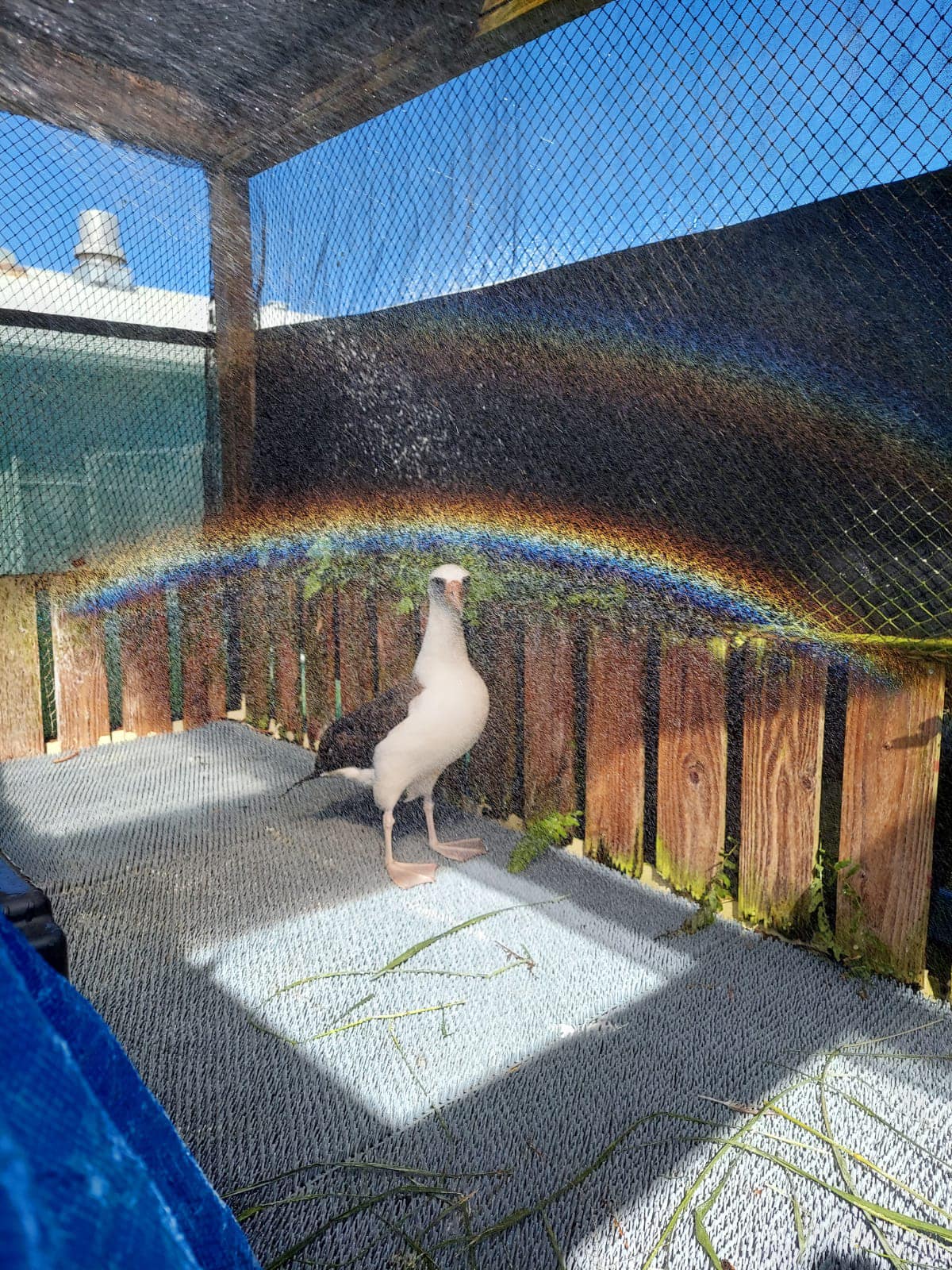 Hawaii Wildlife Center 2