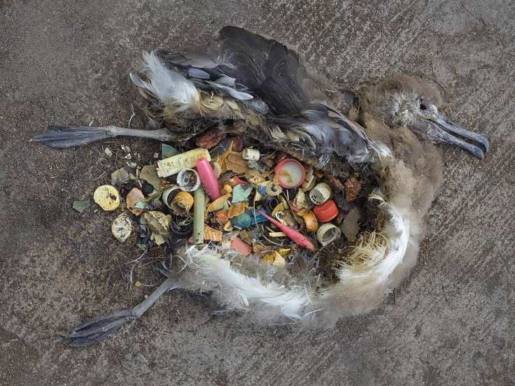 Laysan Albatross chick