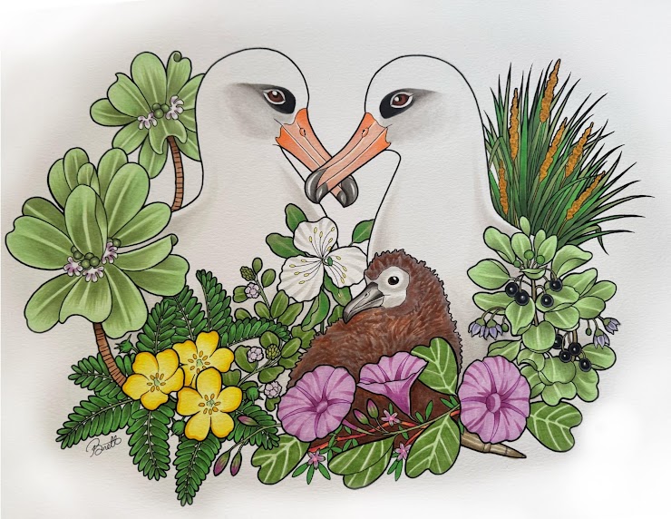 Laysan Albatrosses FOMA art competition 2025