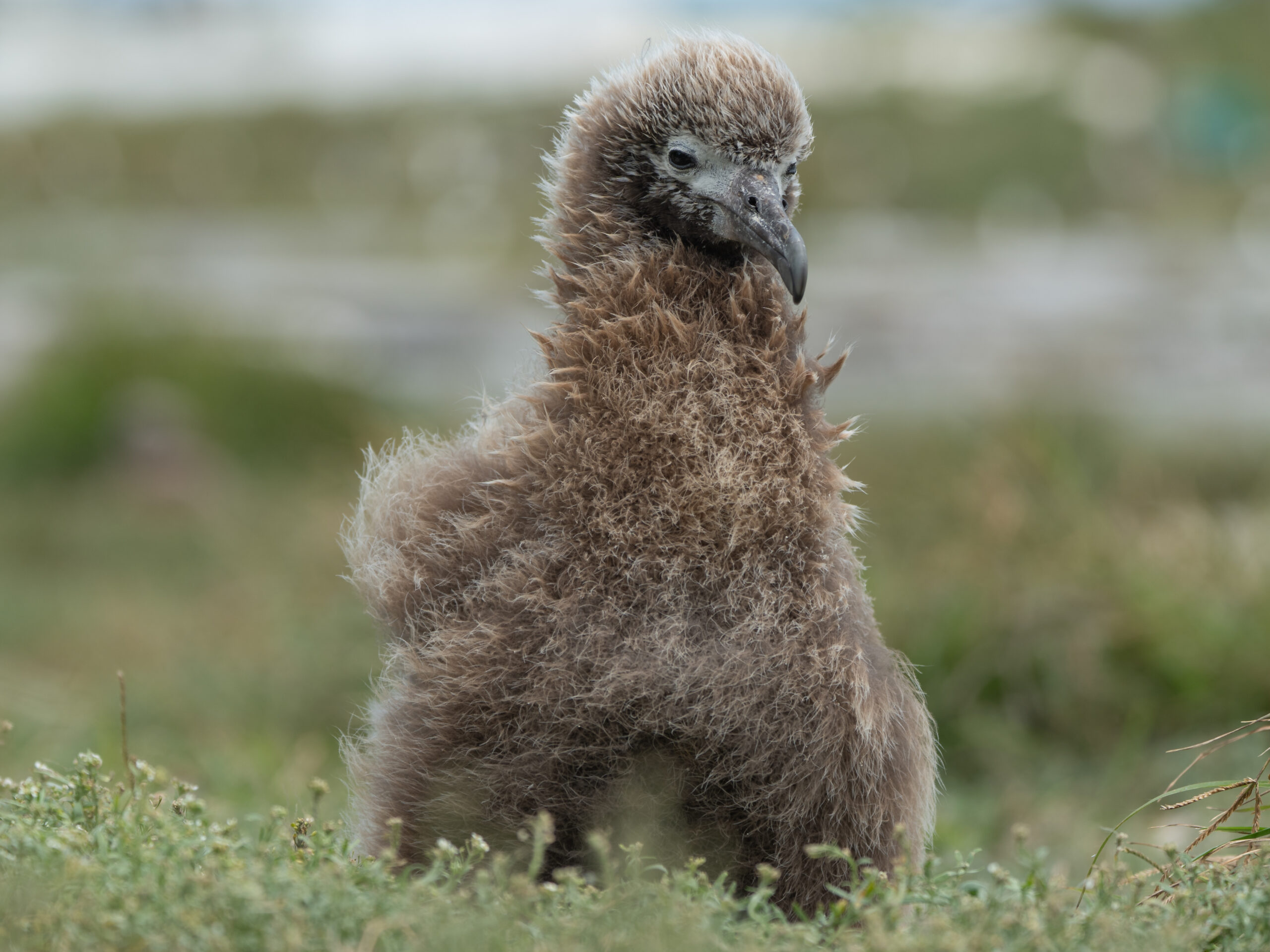 Wisdom chick April 2025 Dan Rapp