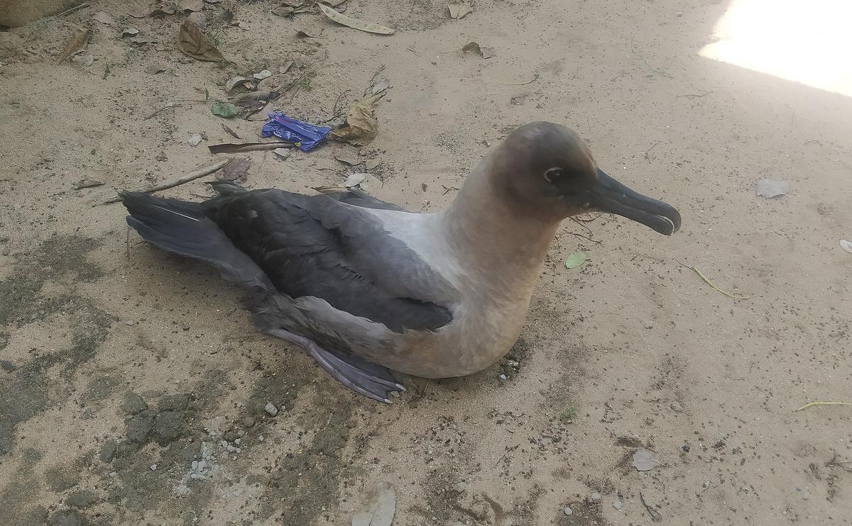 Indian Light mantled Albatross