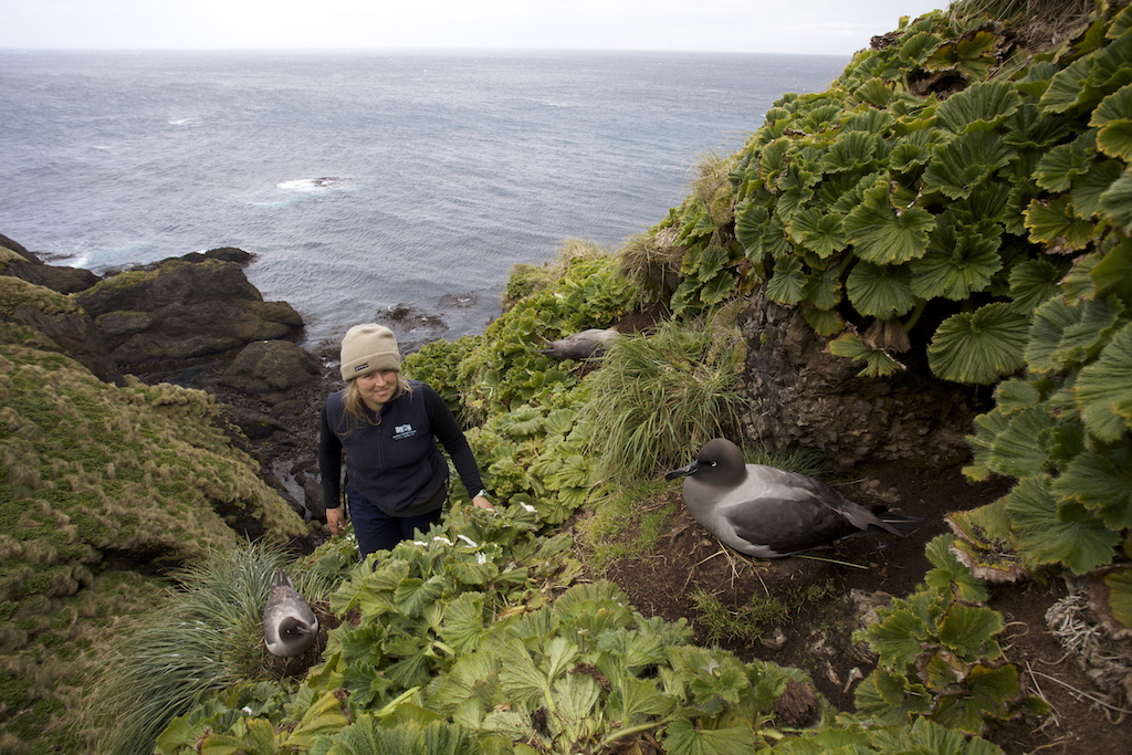 Jaimie Cleeland Light mantled Albatross